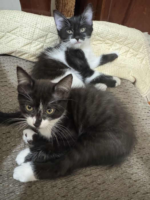 Отдам котят в хорошие руки