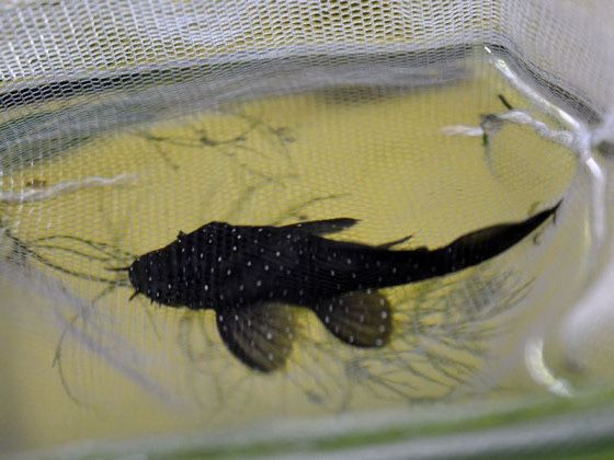 Продам номерных сомов l397, l333, l181, Super Red и обычного анциструс