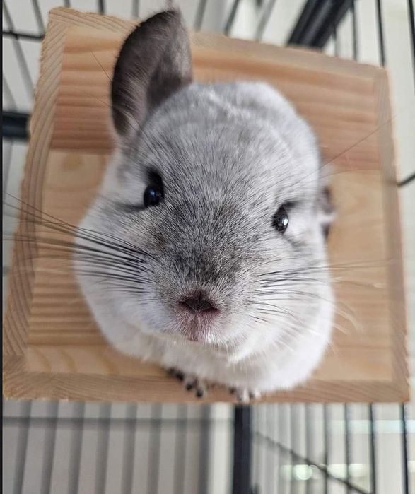 Pui chinchilla cincila sinsila chinchila