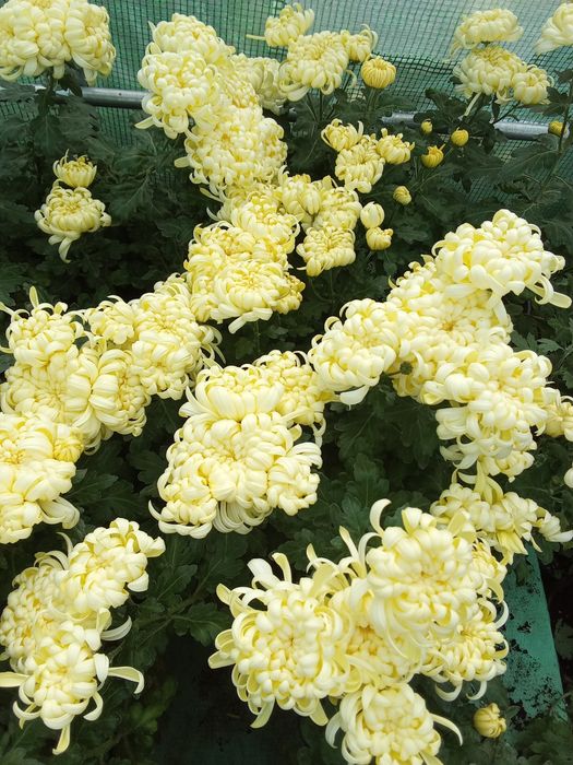 Хризантеми -7лв.бр.