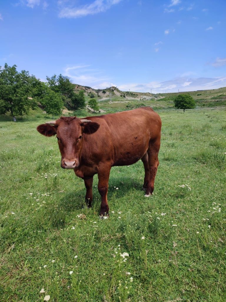 Vaci rasa baltata românească