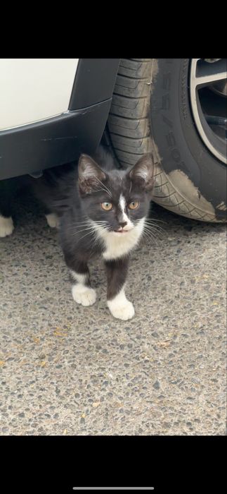 Котенок девочка очень хорошая