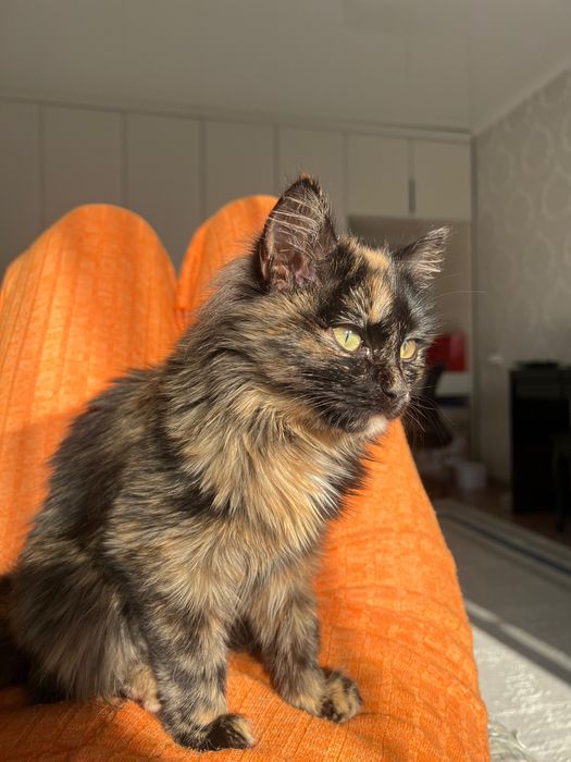 Кошечка девочка.