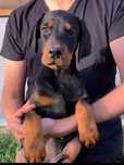 Catelusa doberman calitate superioara