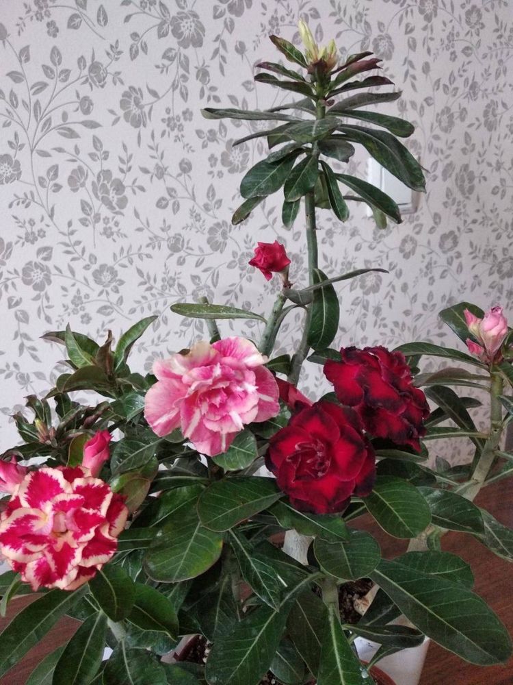 Продаются сортовые прививки АДЕНИУМов