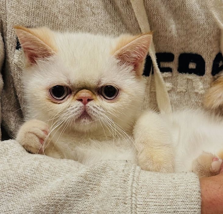 Парода экзот мальчик