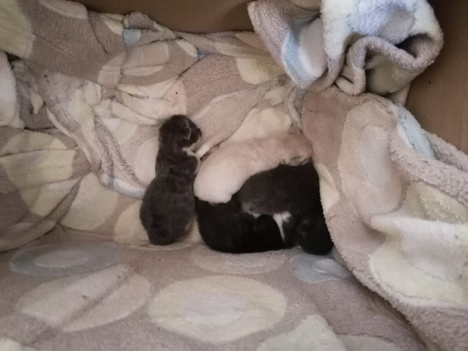 Котята в ответственные руки