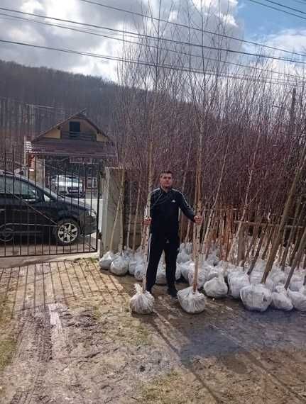 Plante de toamna , Tei Platan artar gorun scorus Anin Plop , Fag