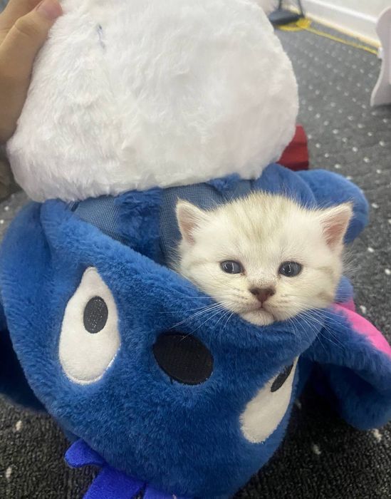 Продаются милые котята 1.5 месячные