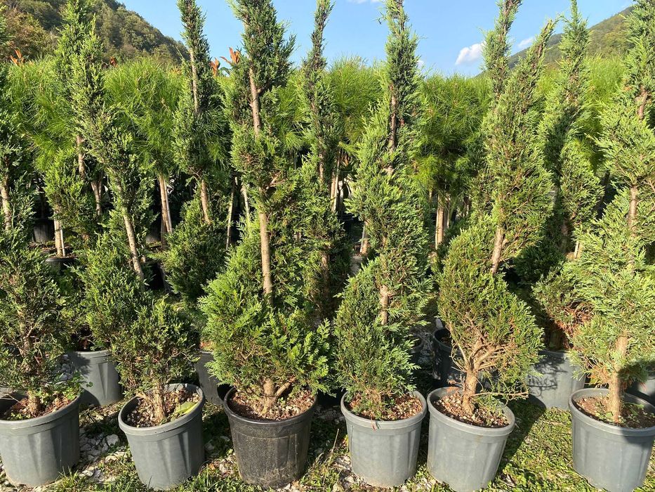 Tuia spirala la comanda