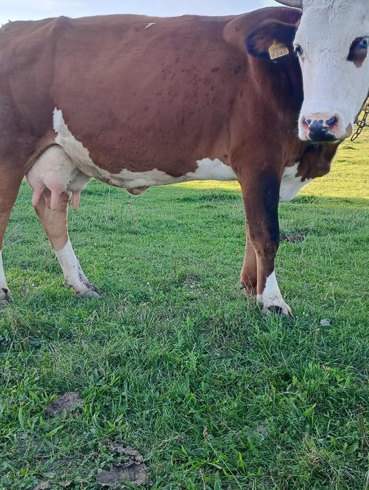 Vând vaca bălțată românească