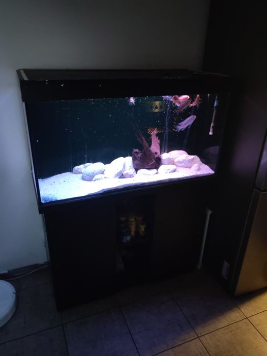 Acvariu Ciclide complet!