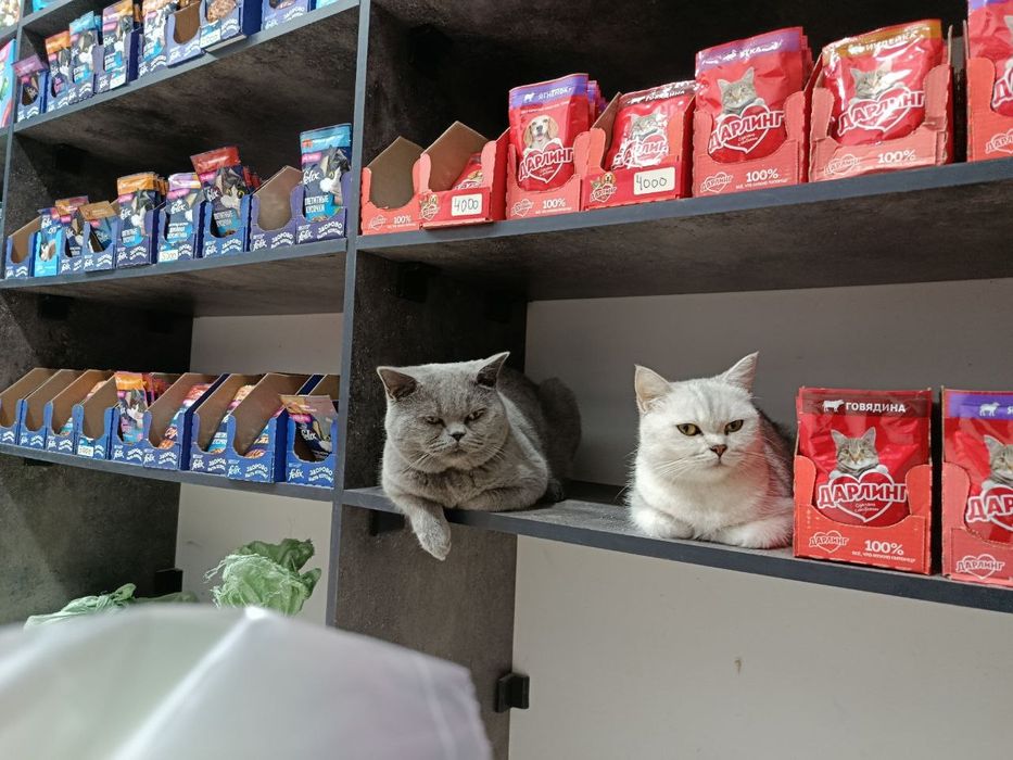 Британский кот. Мальчик