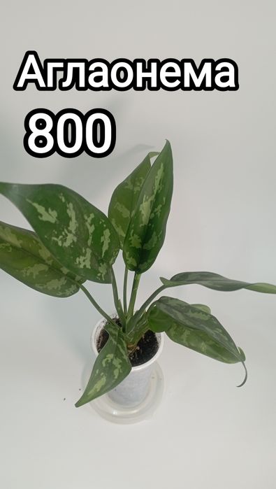 Диффенбахия и аглаонема