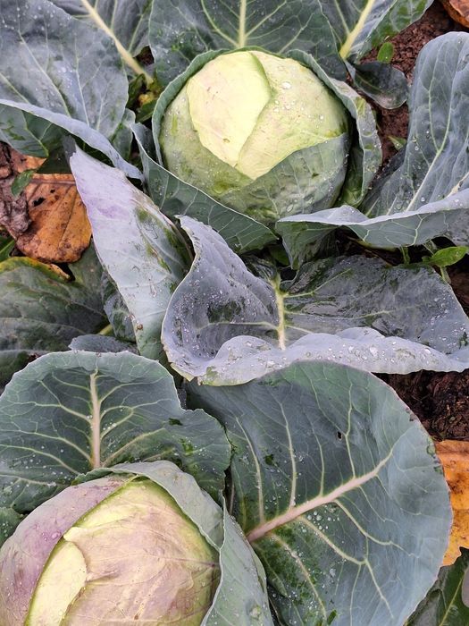 Varza alba,varza rosie