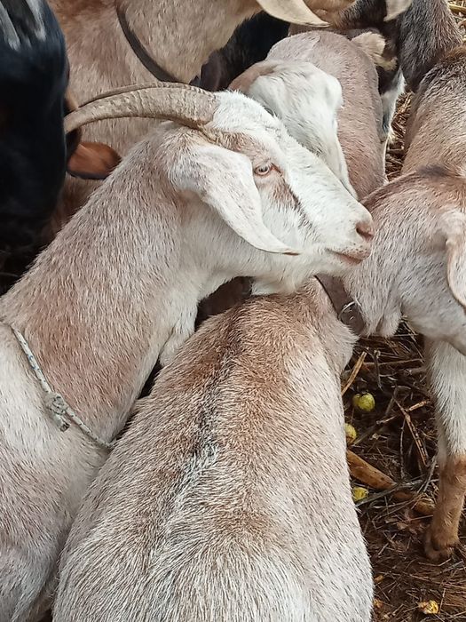 Capră aglonubia de lapte