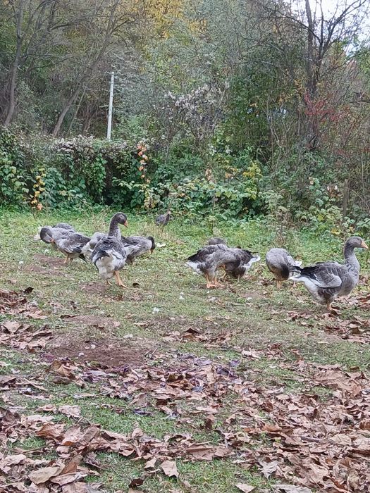 Boboci gasca 4 luni  Landes