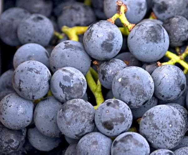 struguri penttru vin sau coniac