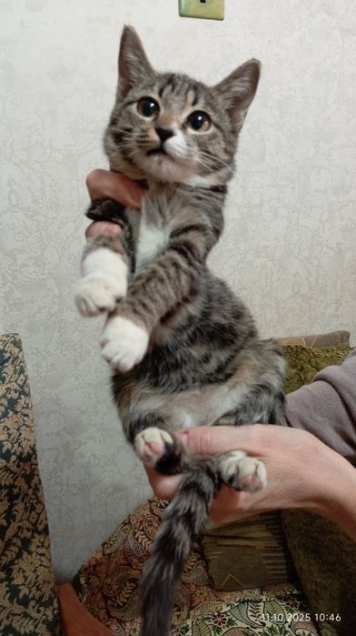 Отдам котёнка в добрые руки