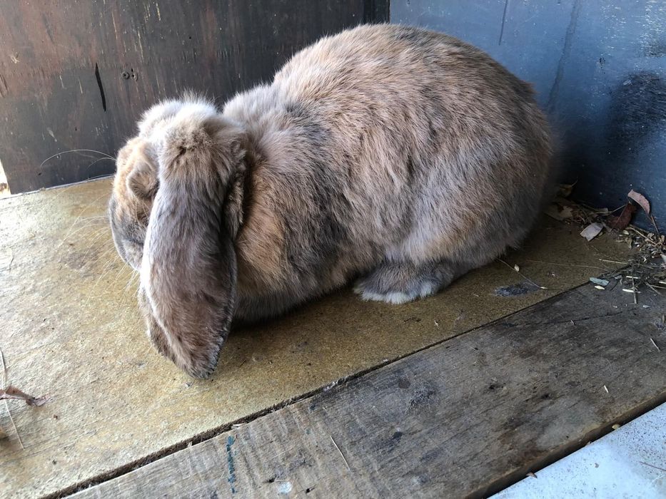 Iepuri berbec german Rasa pura