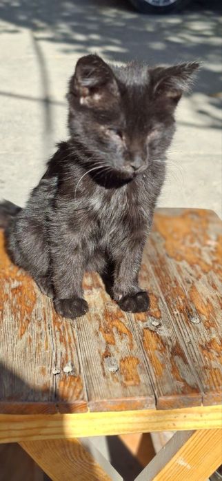 Черный Котенок девочка