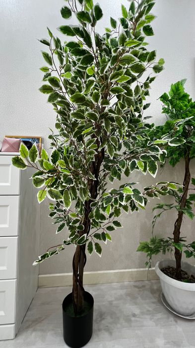 Продам декоративное дерево фикус