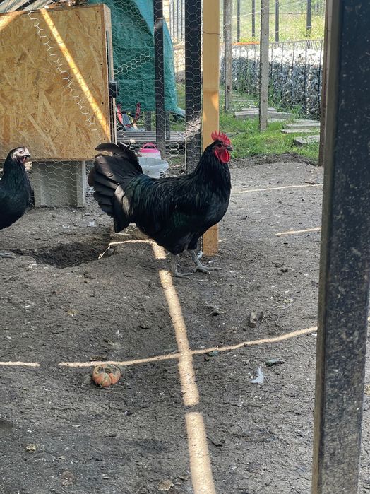 Cocosi Australorp negru si alb, 8 luni