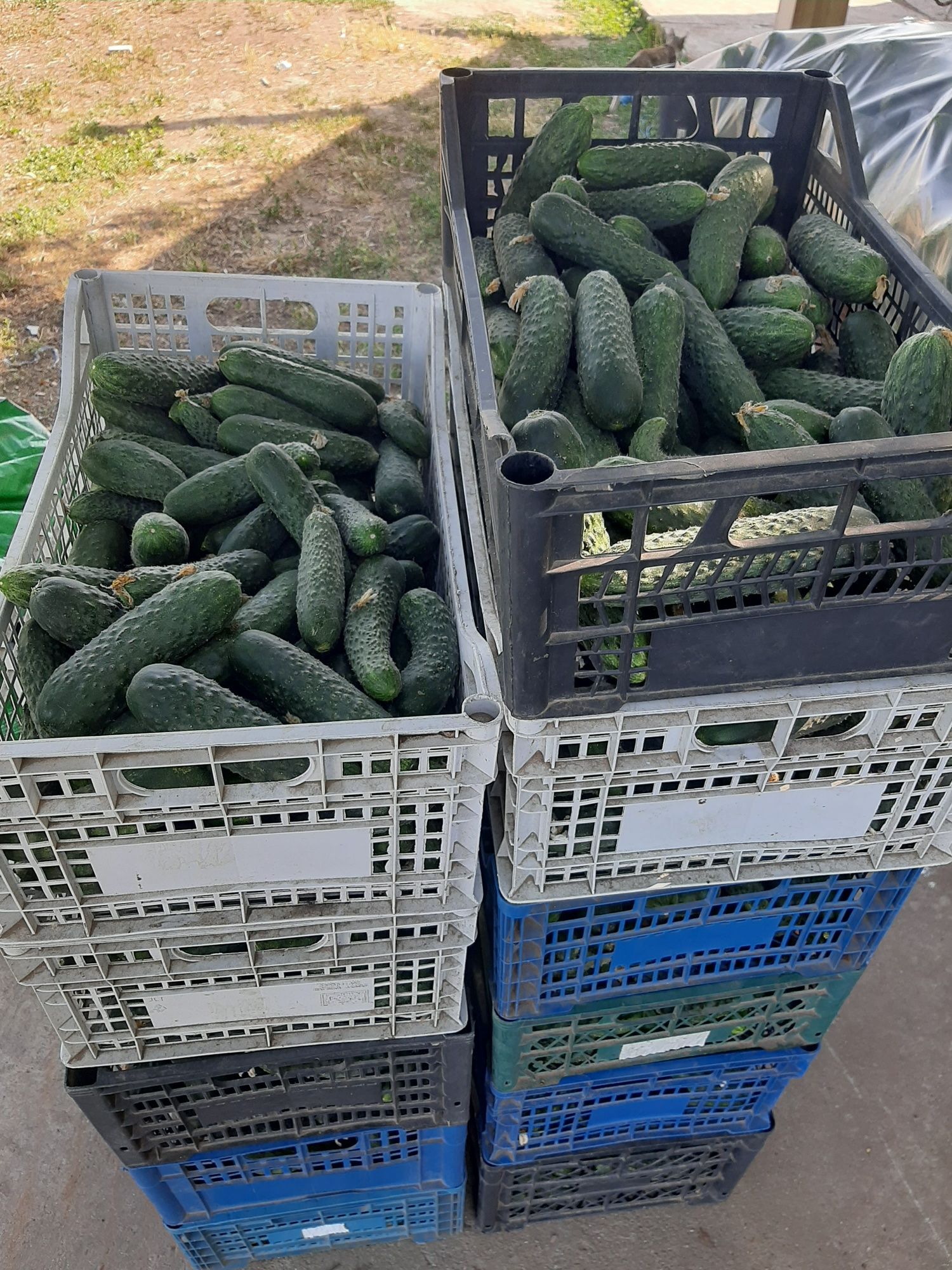 Castraveti 2,5 lei kg