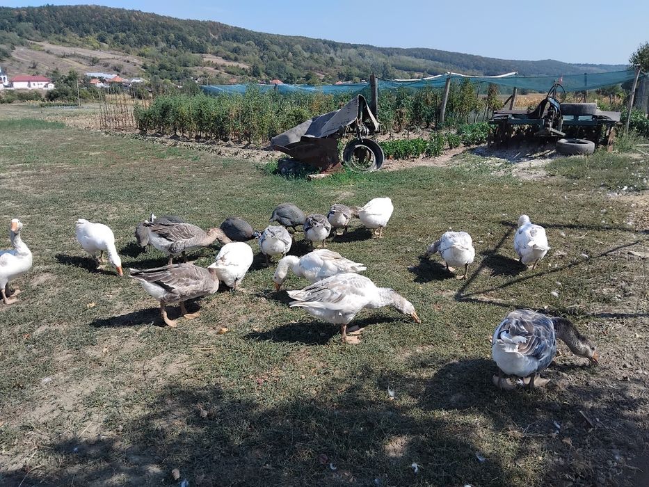 Vând gaste de anul acesta