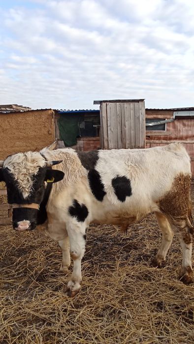 Продам Крс посёлок Талапкер 20км от городо