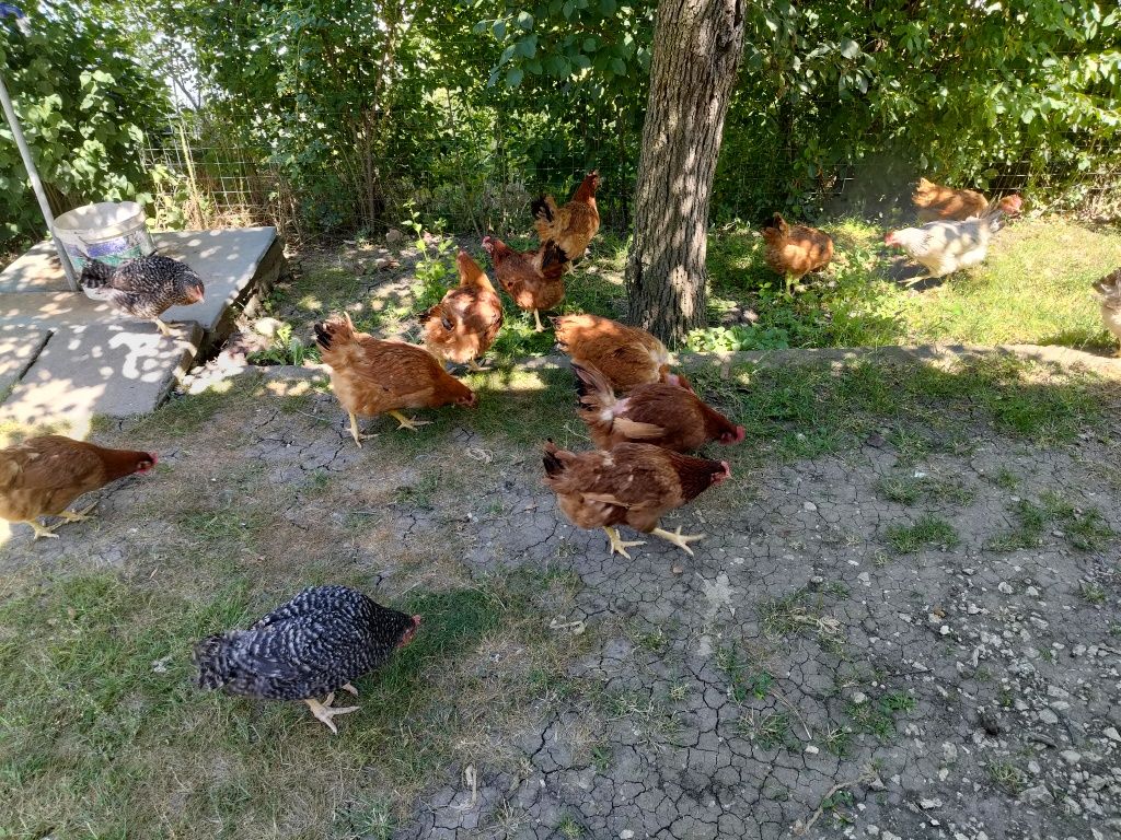 Vand gaini rasa mixta
