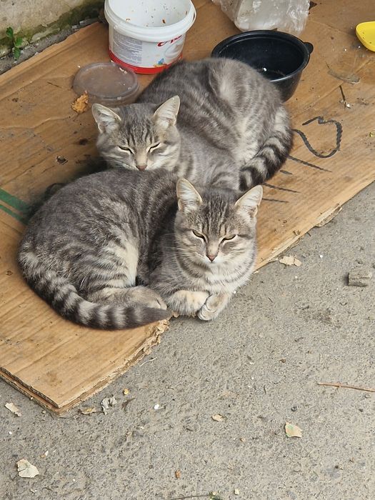 Котята 6 месяцев