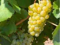 Vand struguri de vin in cantitati mari - Podgoria Cotesti, Vrancea