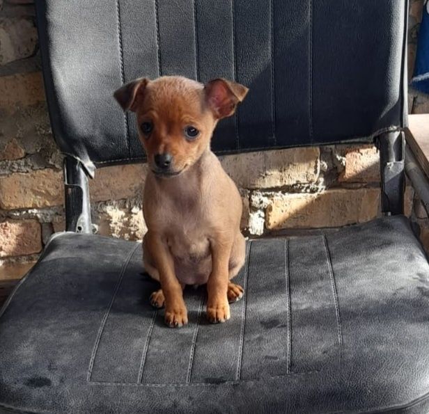 Две женски пинчери...