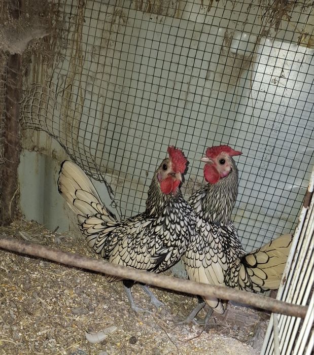 Vând sau schimb cocos  sebright argintiu