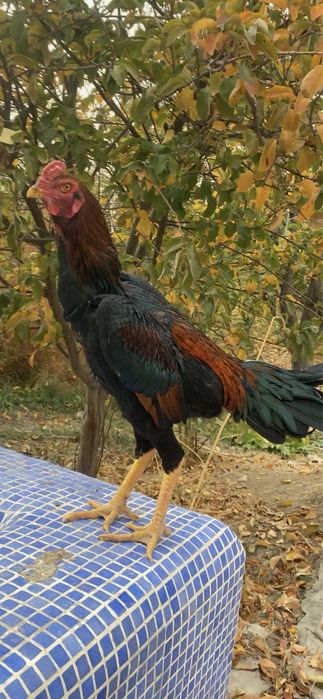 Дакан хўрозлар ва макиен