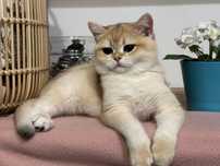 British shorthair golden shell, fetita !! CERTIFICAT PEDIGREE