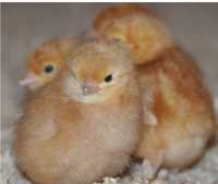 Цыплята Ломан Браун