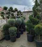 Plante Ornamentale Tuia