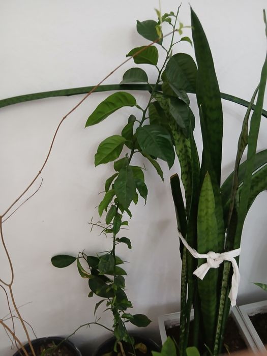 Цветы Апельсин,жүзім,лимон,хурма 3 жылдық Жеміс ағаштарын сатамын