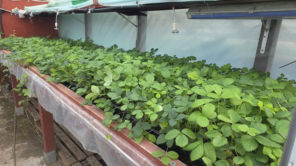 Vând Stoloni Capsuni Collosus