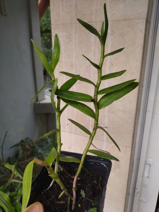 Орхидея земна Епидендрум