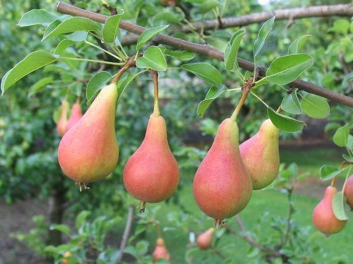 Par (Soiul Mirandino Rosso )