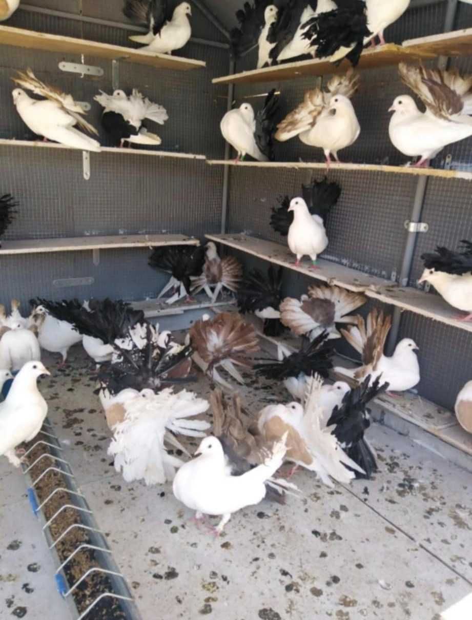 Продавам фенерлии