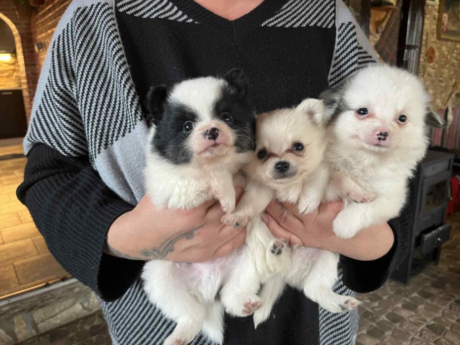 Малки бебета Померани