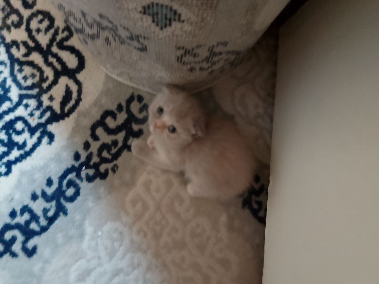 Котята скоттиш фолды