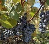 Struguri fraga neagra