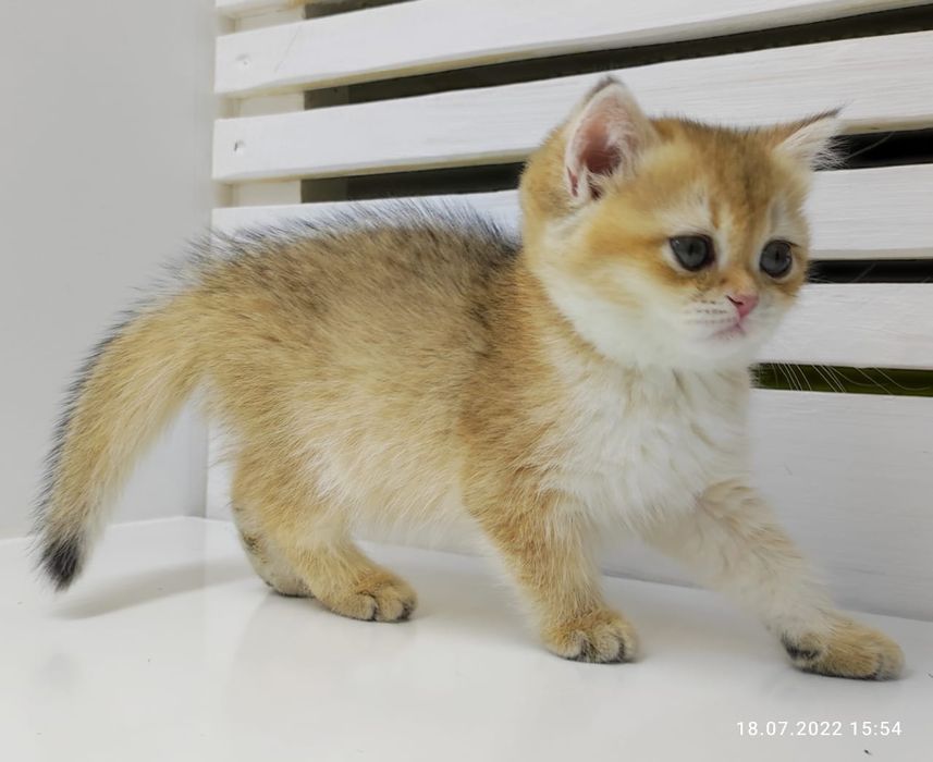 Британские шиншиллы. Золото Котик и кошечка