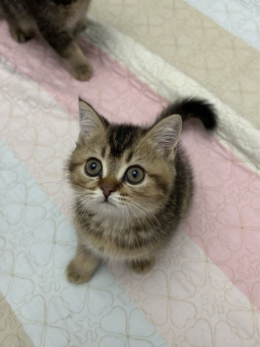 3 малышa шиншиллы