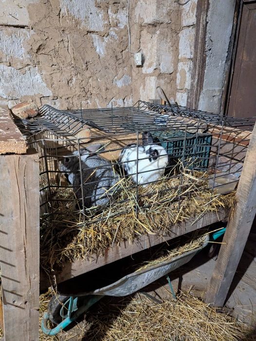 Кролики 3 крольчихи 2 крол 1